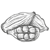 cardamome-1